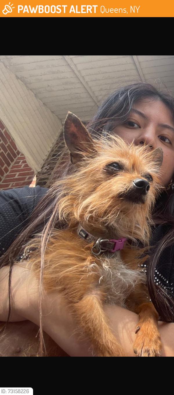 Found/Stray Female Dog last seen 95st and 30 ave east Elmhurst, Queens, NY 11369