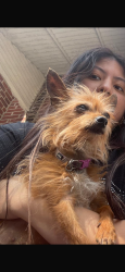 Found/Stray Female Dog last seen 95st and 30 ave east Elmhurst, Queens, NY 11369