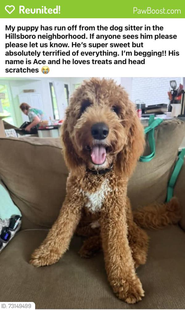 Reunited Male Dog last seen Hillsboro neighborhood, Helena, AL 35080