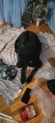 Reunited Female Dog last seen Vance Blocton Road, West Blocton, AL 35184