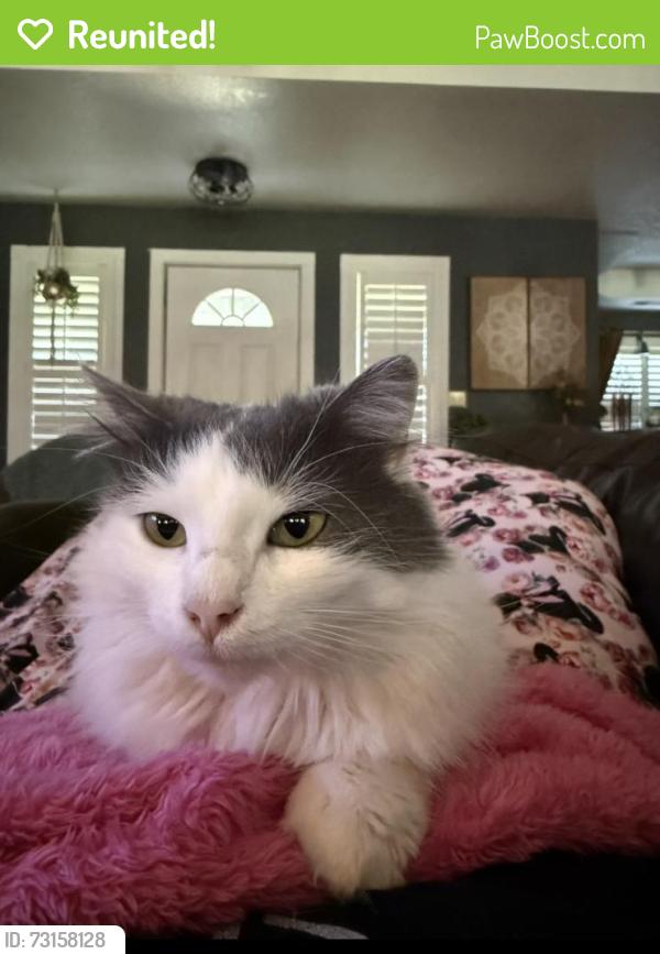 Reunited Female Cat last seen Oak grove rd s and 1187, Burleson, TX 76028