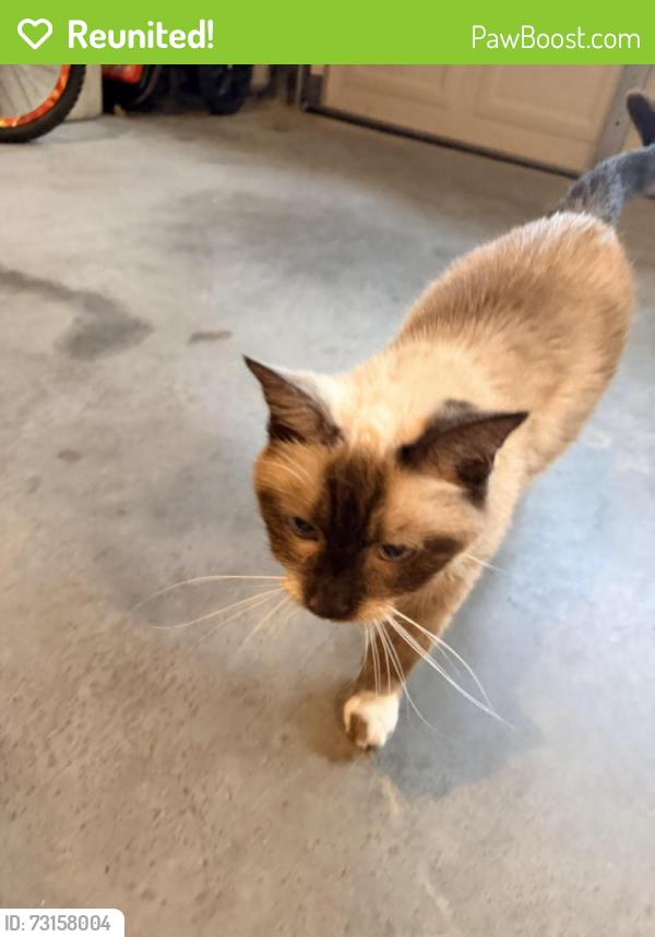 Reunited Unknown Cat last seen Kerr st, Burlington, NC 27215