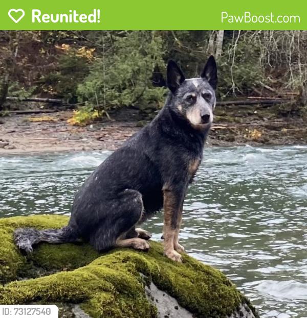Reunited Male Dog last seen Hood Ave, Sisters, OR 97759