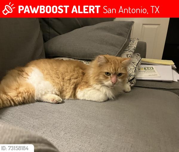 Lost Female Cat last seen Shops at Lincoln Heights, Quarry Golf cour, San Antonio, TX 78209