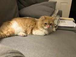 Lost Female Cat last seen Shops at Lincoln Heights, Quarry Golf cour, San Antonio, TX 78209