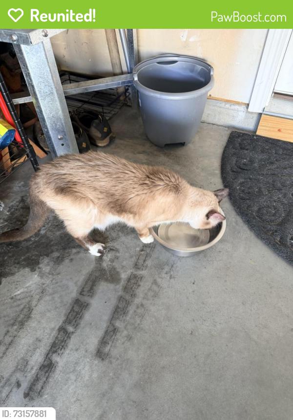 Reunited Unknown Cat last seen Kerr st, Burlington, NC 27215