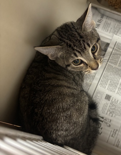 Shelter Stray Unknown Cat last seen Near Winters Park Dr Doraville, GA 30360, 30360, GA, 3280 Chamblee Dunwoody Rd, Chamblee, GA 30341, USA