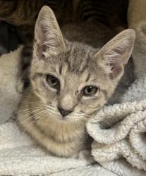Shelter Stray Male Cat last seen Near Peachtree Place Pky, Doraville, GA 30360, 30360, GA, 3280 Chamblee Dunwoody Rd, Chamblee, GA 30341, USA