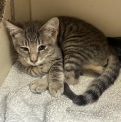 Shelter Stray Male Cat last seen Near Peachtree Place Pky, Doraville, GA 30360, 30360, GA, 3280 Chamblee Dunwoody Rd, Chamblee, GA 30341, USA
