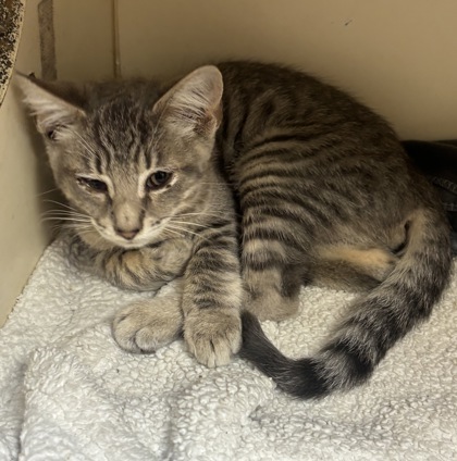 Shelter Stray Male Cat last seen Near Peachtree Place Pky, Doraville, GA 30360, 30360, GA, 3280 Chamblee Dunwoody Rd, Chamblee, GA 30341, USA