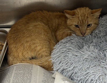 Shelter Stray Female Cat last seen Near Latchwood Dr, 30038, GA, 3280 Chamblee Dunwoody Rd, Chamblee, GA 30341, USA