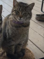 Lost Female Cat last seen Old Victron school rd, Barrow County, GA 30548