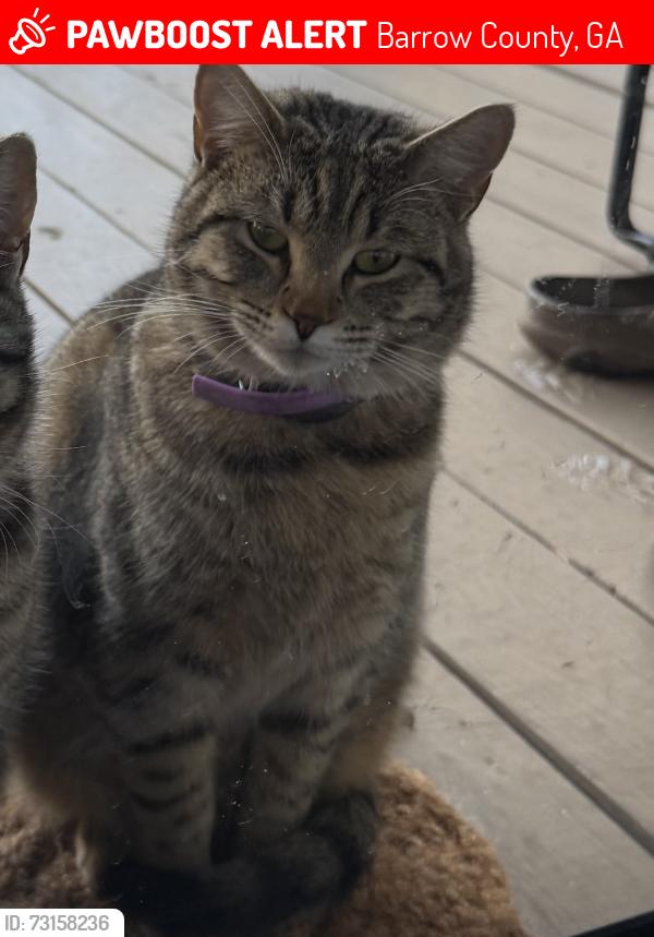Lost Female Cat last seen Old Victron school rd, Barrow County, GA 30548