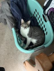 Lost Male Cat last seen Star pine dr and winterberry dr, Arnold, MD 21409