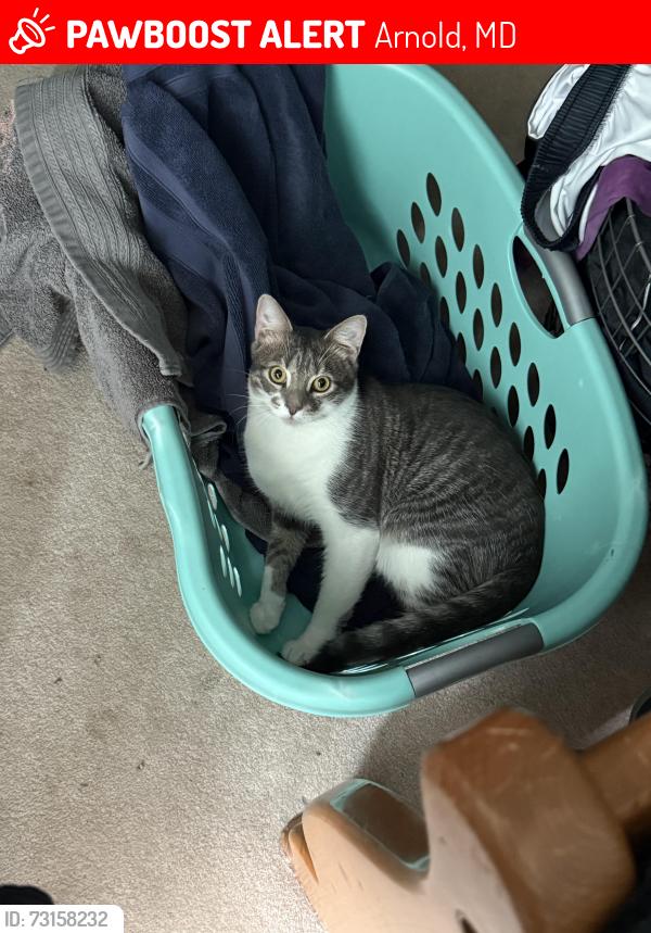 Lost Male Cat last seen Star pine dr and winterberry dr, Arnold, MD 21409