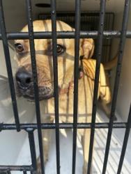Shelter Stray Female Dog last seen Near Charlotte Pl., Atlanta, GA, 1251 Fulton Industrial Blvd NW, Atlanta, GA 30336, USA