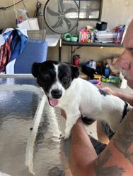 Reunited Female Dog last seen Victory blvd & Bradley Ave, Staten Island, NY 10314
