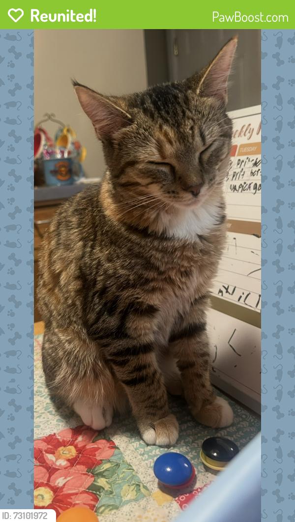 Reunited Female Cat last seen Larkgrove and Christman, Louisville, KY 40229