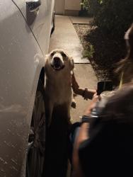 Reunited Male Dog last seen Near lone River trail, Albuquerque, NM 87121