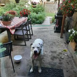 Found/Stray Male Dog last seen Craig St. and. 99th st. Overland park, Overland Park, KS 66209
