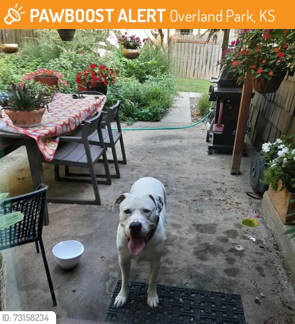 Found/Stray Male Dog last seen Craig St. and. 99th st. Overland park, Overland Park, KS 66209