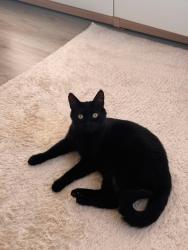 Reunited Male Cat last seen Shannon Street, Glasgow City, Scotland G20 9QY