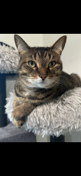 Lost Female Cat last seen Humphrey Ave, Birmingham, MI 48009