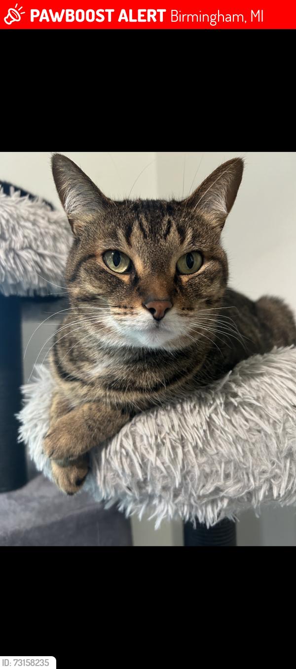 Lost Female Cat last seen Humphrey Ave, Birmingham, MI 48009