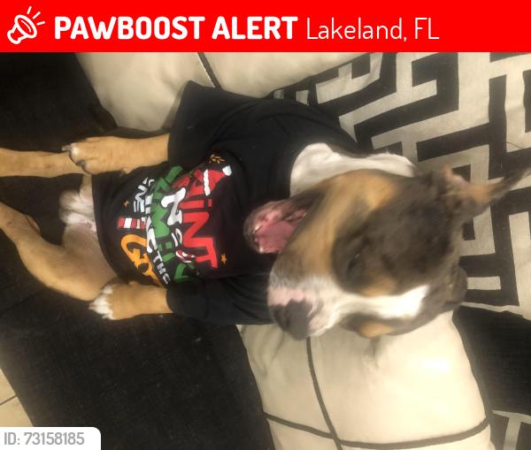 Lost Male Dog last seen Lakeland hills BLVD, Lakeland, FL 33805