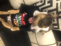 Lost Male Dog last seen Lakeland hills BLVD, Lakeland, FL 33805
