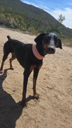 Reunited Female Dog last seen OTTO AVE, Alpine, CA 91901
