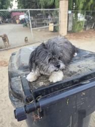 Found/Stray Male Dog last seen Hillside pedley, Norco, CA 92860
