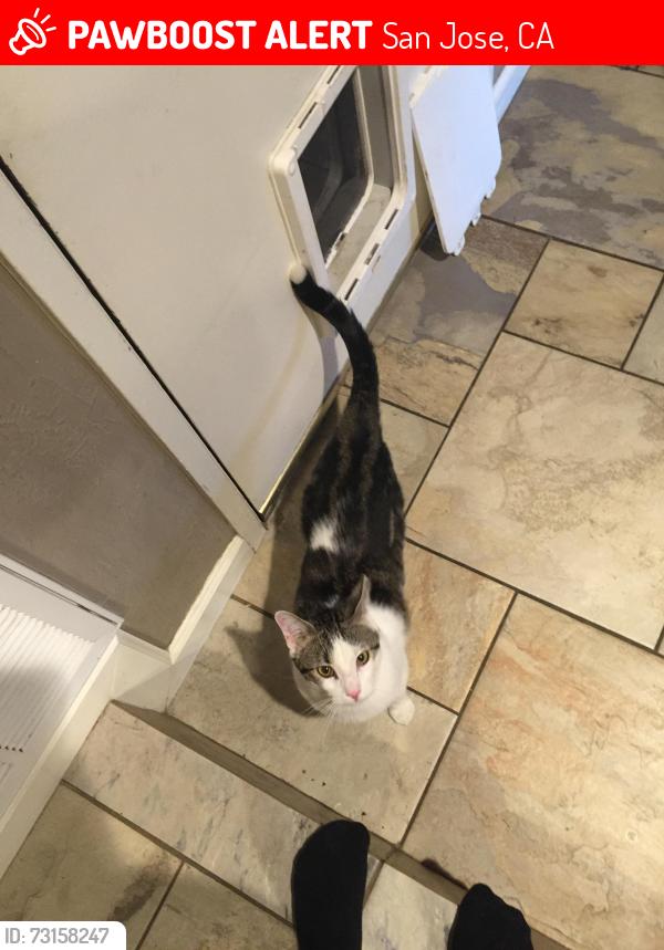 Lost Male Cat last seen Leigh Avenue, San Jose, CA 95124