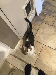 Lost Male Cat last seen Leigh Avenue, San Jose, CA 95124