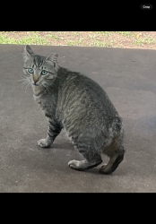 Lost Male Cat last seen Main st and Dove Loop, Grapevine, TX 76051