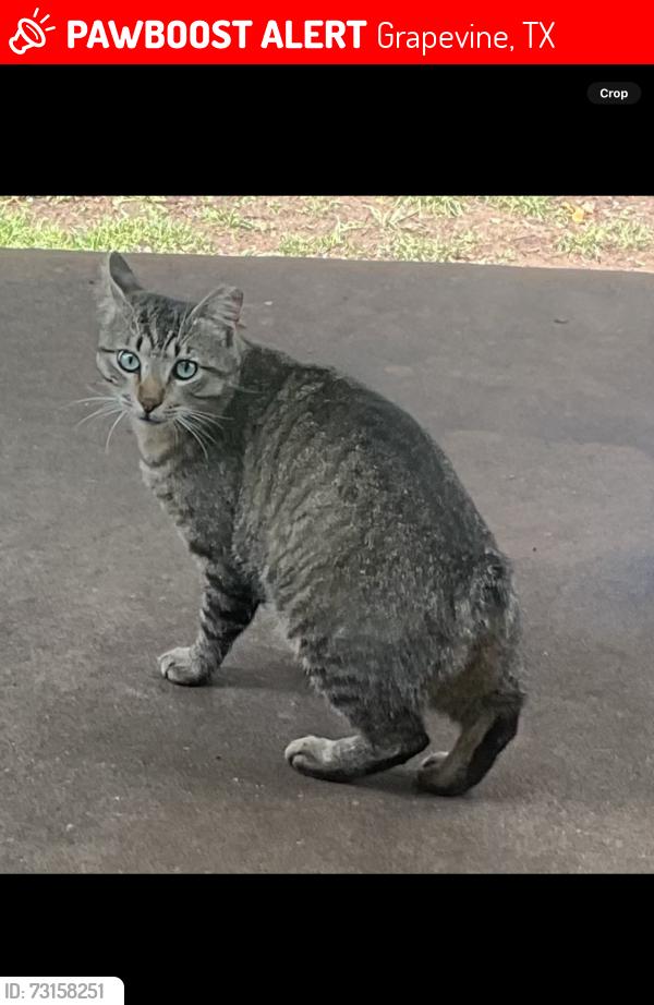 Lost Male Cat last seen Main st and Dove Loop, Grapevine, TX 76051