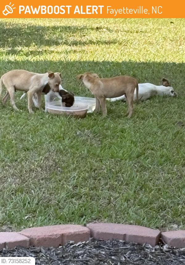 Found/Stray Unknown Dog last seen Purple Martin and wren rd, Fayetteville, NC 28306