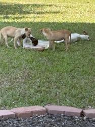 Found/Stray Unknown Dog last seen Purple Martin and wren rd, Fayetteville, NC 28306