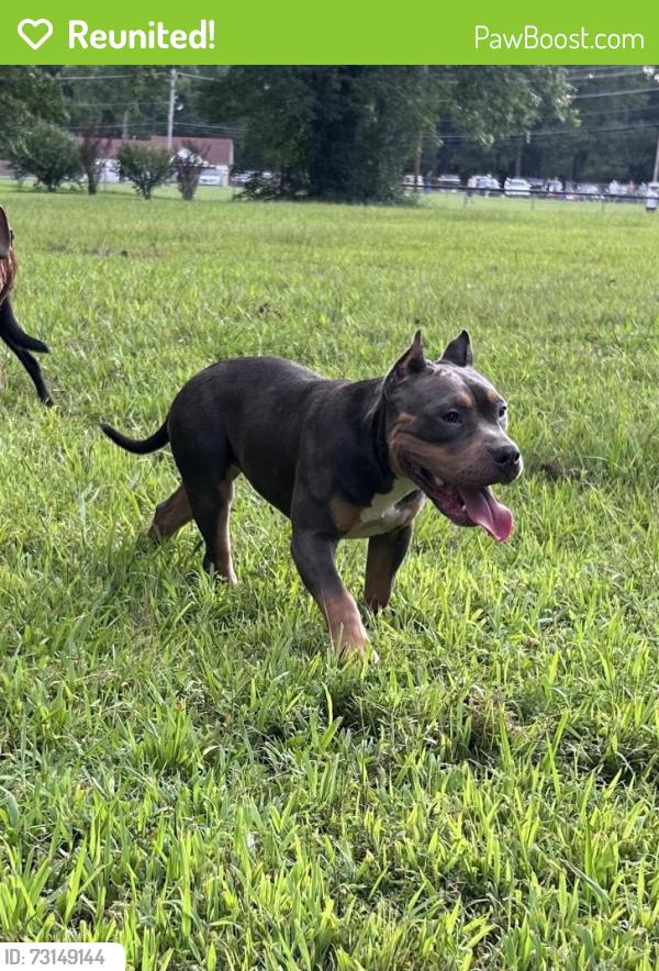 Reunited Female Dog last seen Little park by Whitten Road and Kamala Ave, Memphis, TN 38016