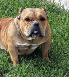 Found/Stray Unknown Dog last seen Ave L and California St., Calimesa, CA 92399