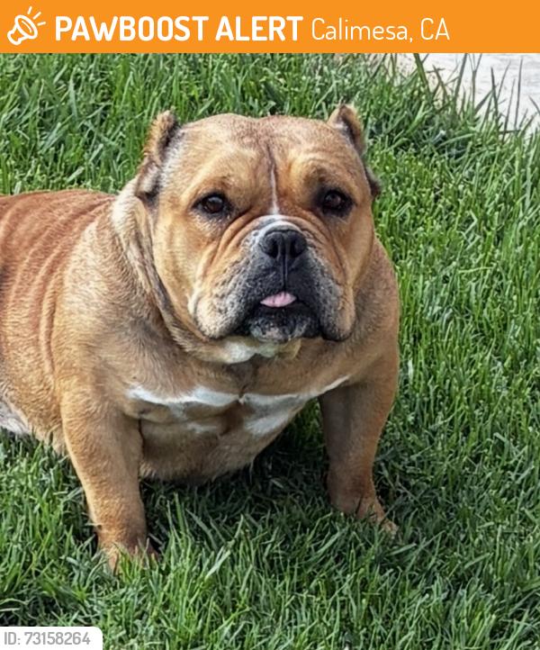 Found/Stray Unknown Dog last seen Ave L and California St., Calimesa, CA 92399