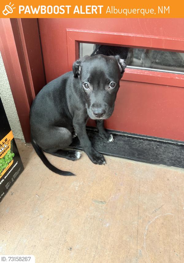 Found/Stray Unknown Dog last seen Carlisle and indian school, Albuquerque, NM 87106