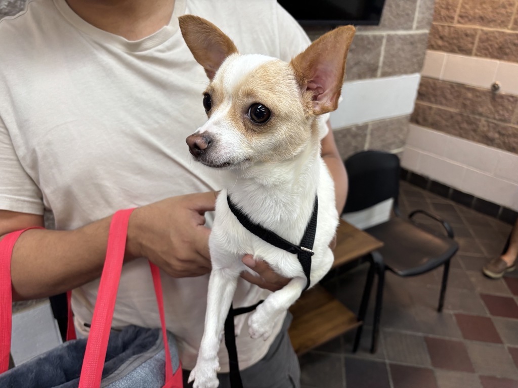 Shelter Stray Male Dog last seen Near E 105 Street, NEW YORK, NY, 10029, 326 E 110th St, New York, NY 10029, USA