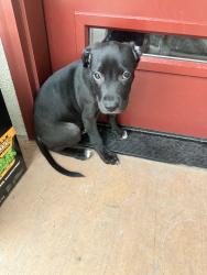 Found/Stray Unknown Dog last seen Carlisle and indian school, Albuquerque, NM 87106