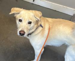 Shelter Stray Male Dog last seen Near S State Street, MURRAY CITY, UT, 84107, 511 W 3900 S, Salt Lake City, UT 84123, USA