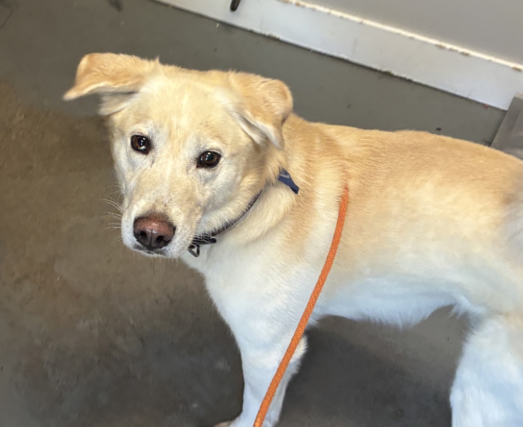 Shelter Stray Male Dog last seen Near S State Street, MURRAY CITY, UT, 84107, 511 W 3900 S, Salt Lake City, UT 84123, USA