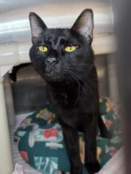Shelter Stray Unknown Cat last seen Sycamore Drive, GLEN BURNIE, MD, 21060, 411 Maxwell Frye Rd, Millersville, MD 21108, USA
