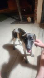 Found/Stray Female Dog last seen Shary rd and military, Mission, TX 78572