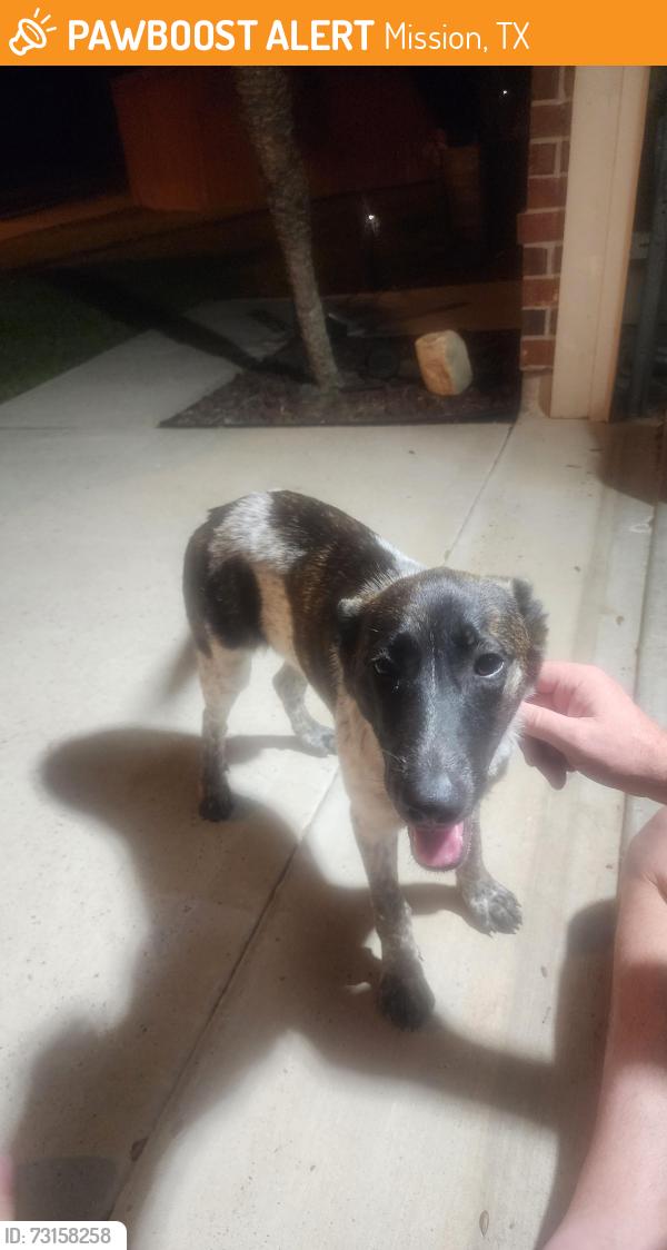Found/Stray Female Dog last seen Shary rd and military, Mission, TX 78572