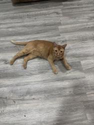 Reunited Male Cat last seen North Belt West, Belleville, IL 62226
